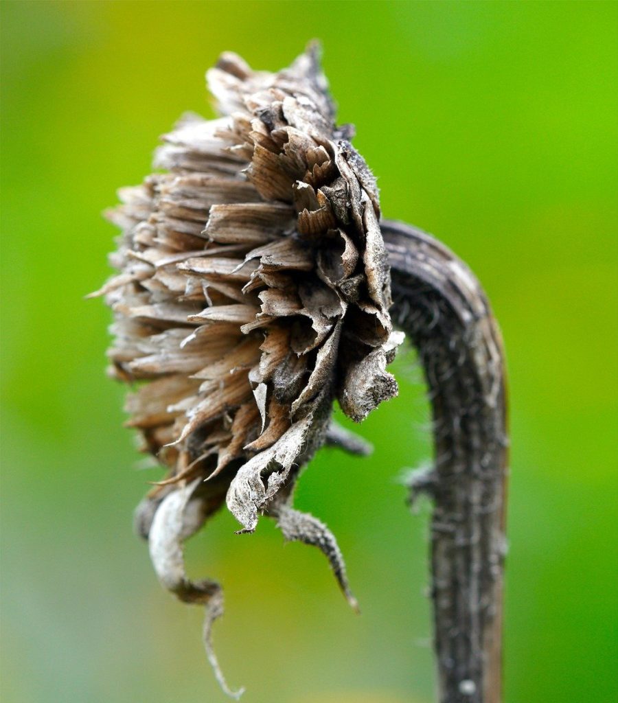 Fall Garden Preparation Made Easy: Your 5-Step Checklist 1 clean up plants