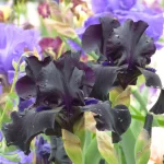 Bearded Iris