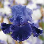 Bearded Iris
