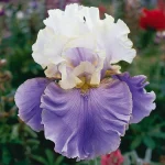 Purple Bearded Iris