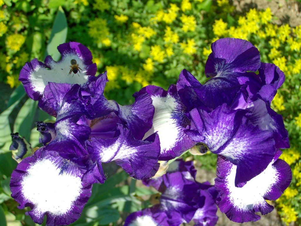 bearded iris