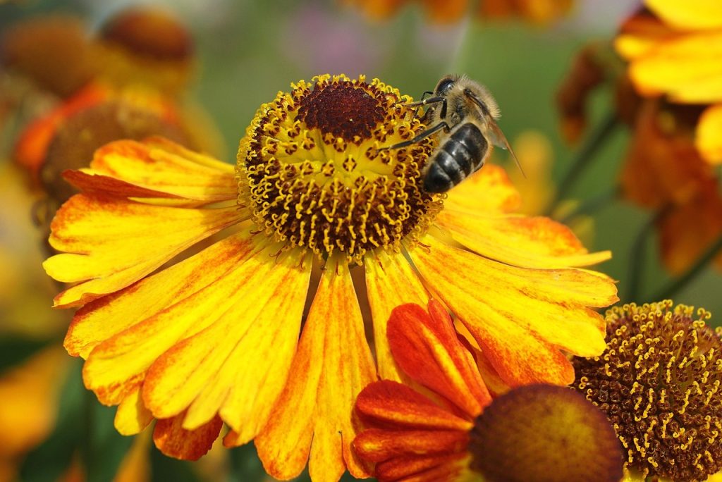 Native Flowers: Grow Beautiful, Low-Maintenance Blooms for Your Garden