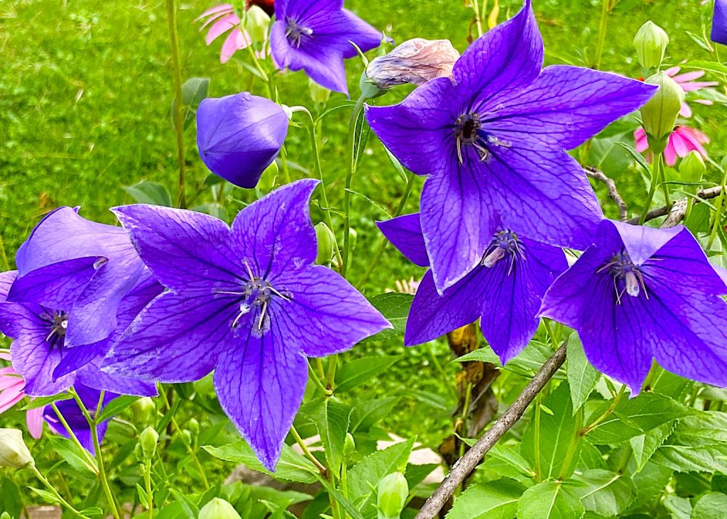 July Perennials: Platycodon or Balloon Flower