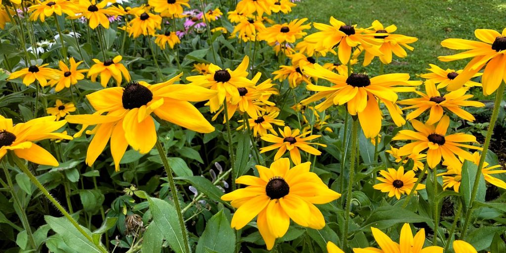 July Perennials: Rudbeckia