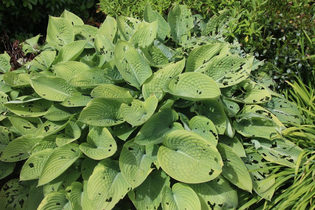 slug damage to hosta