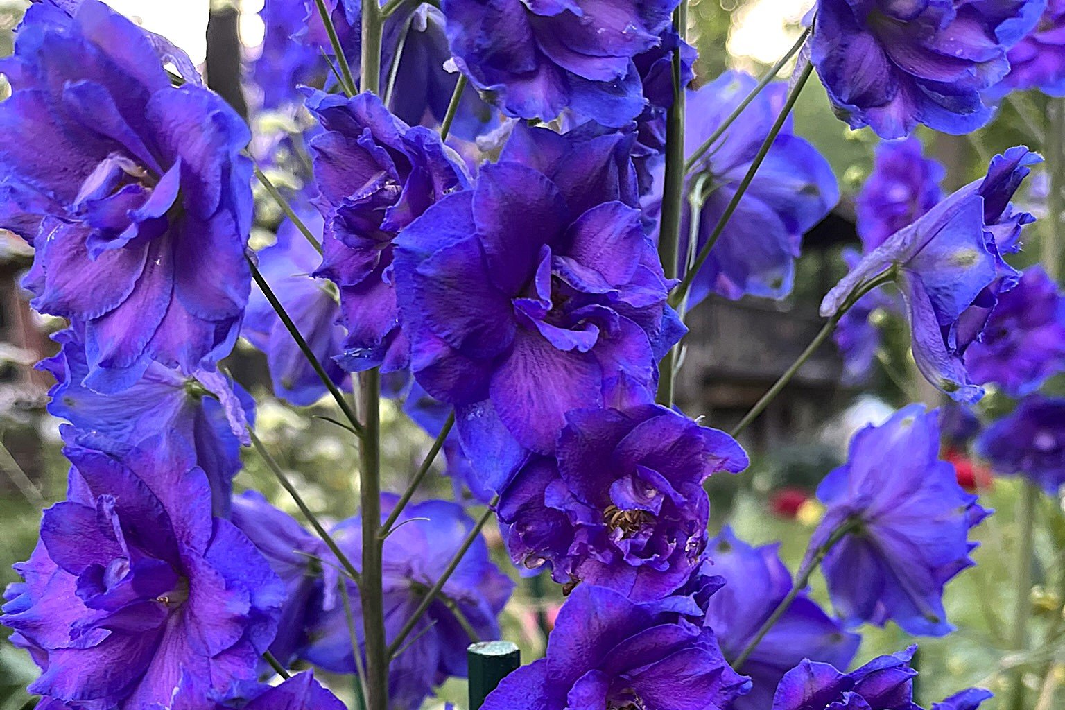 Home 4 Questions about Delphiniums