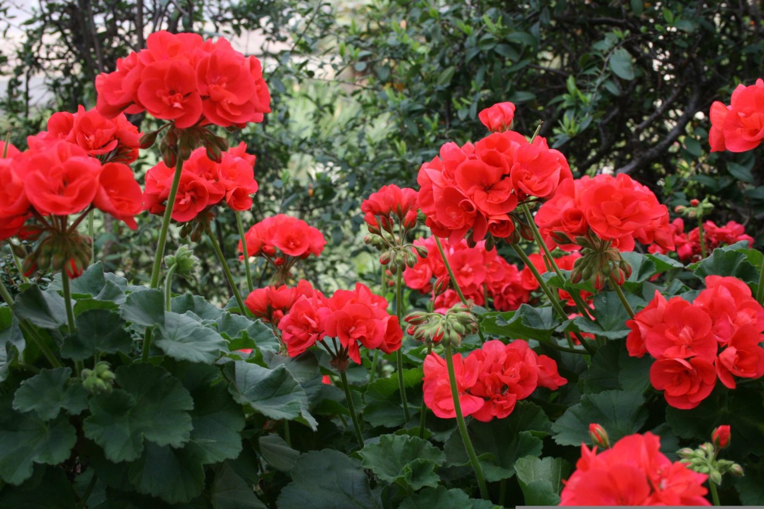 Home 5 Geraniums vs. Pelargoniums