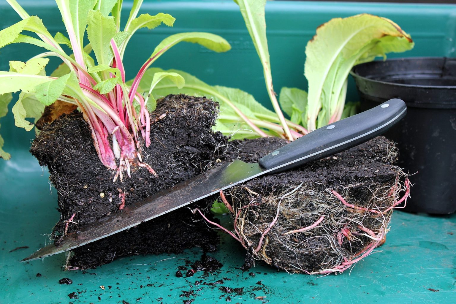 Can You Plant Flowers After the First Frost?