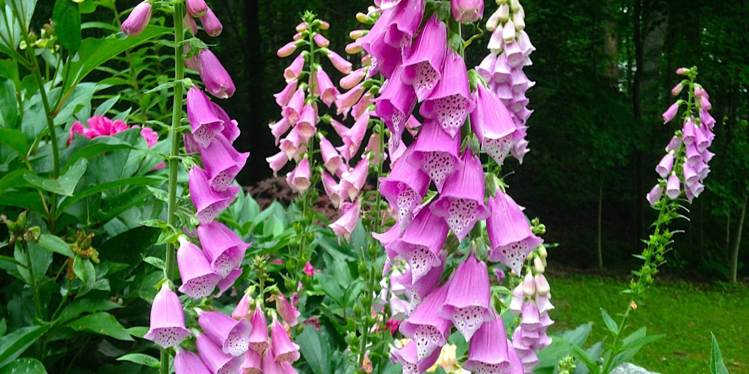 cottage garden for shade