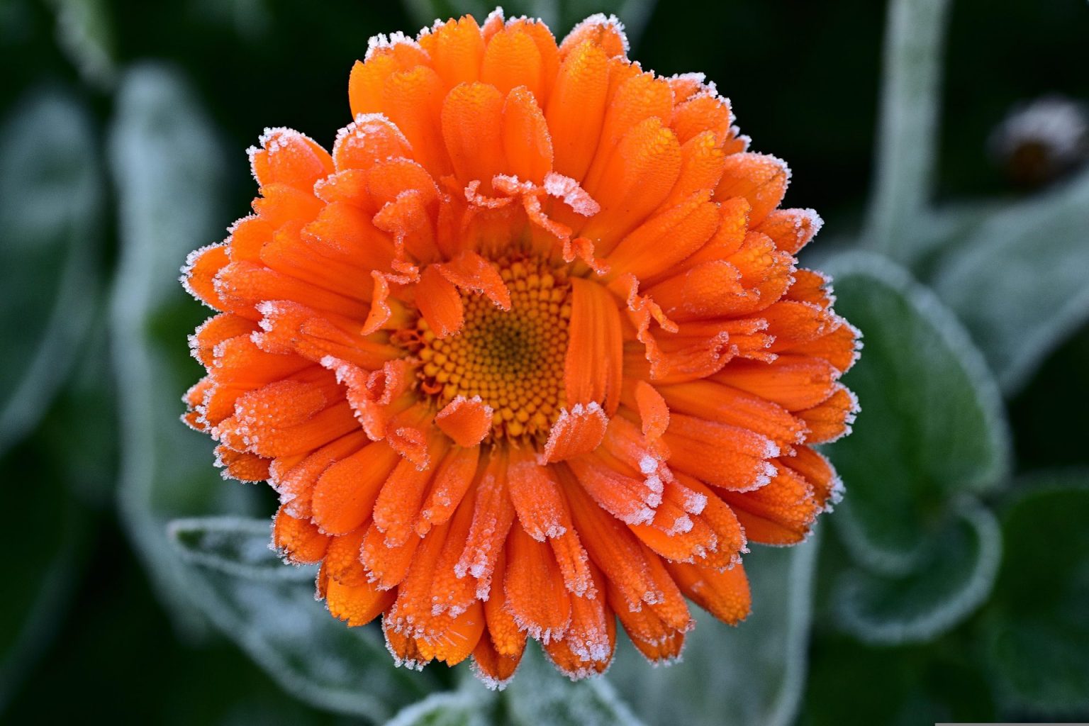 flowers that survive light frost