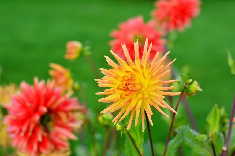 Digging and Storing Dahlia Tubers