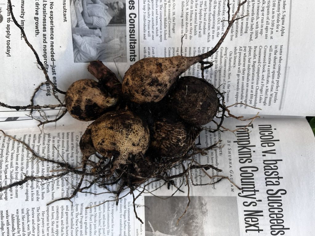 how to cure dahlia tubers