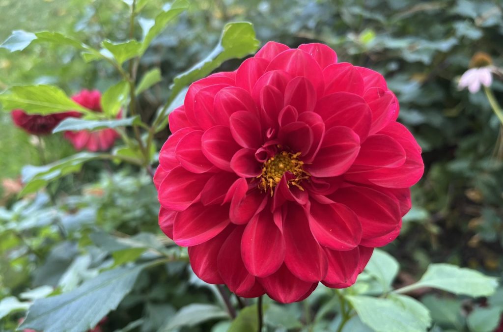 digging a storing dahlia tubers