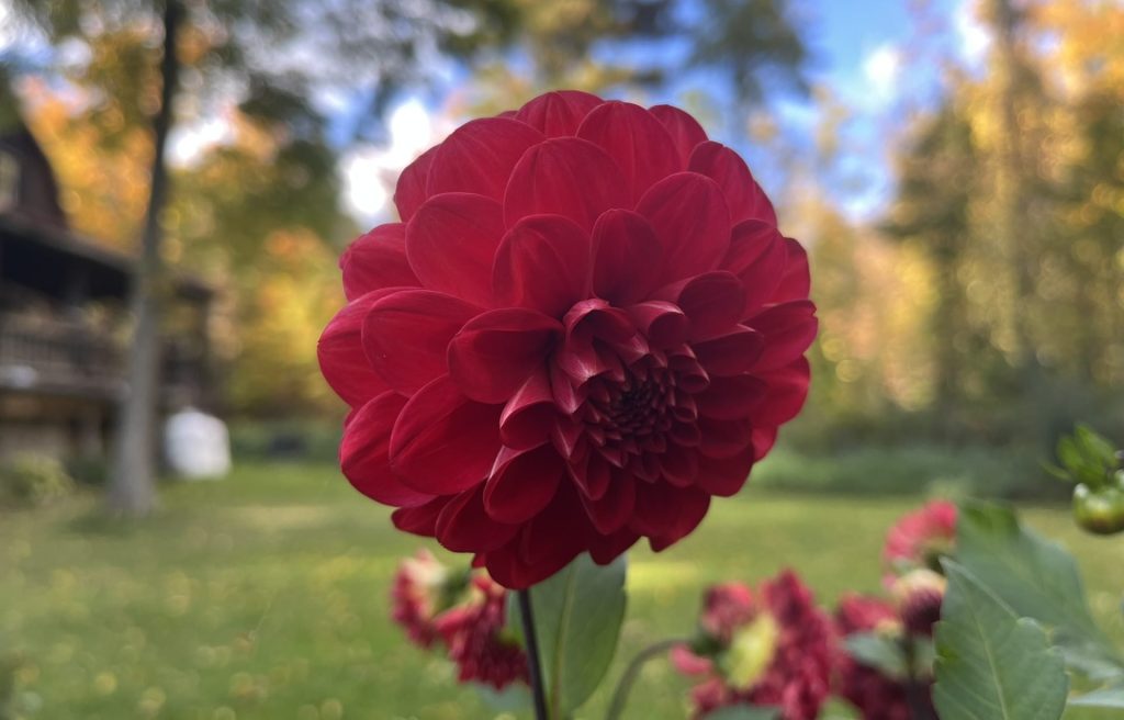 check your dahlia tubers