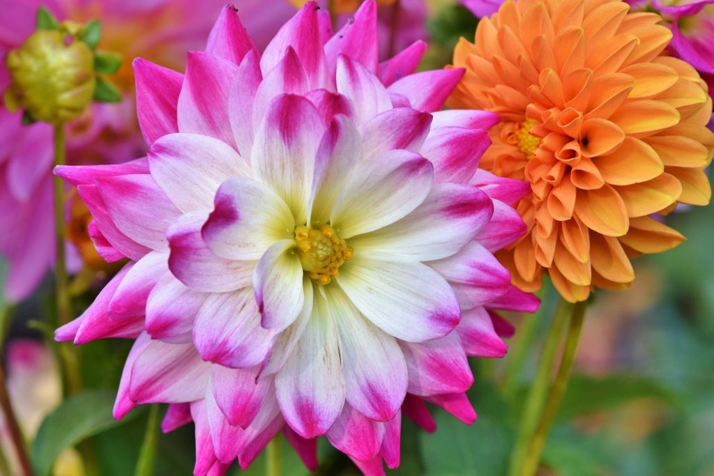 Saving your dahlias