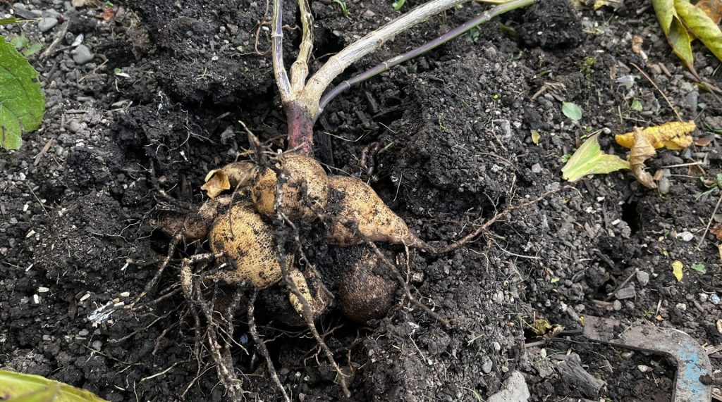 dug up dahlia tubers