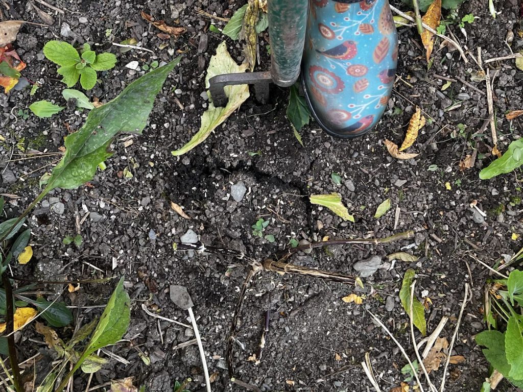 loosen the soil with a fork