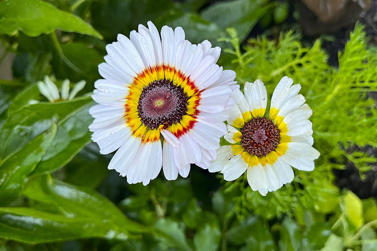 Home 7 Painted Daisy is grown from seed