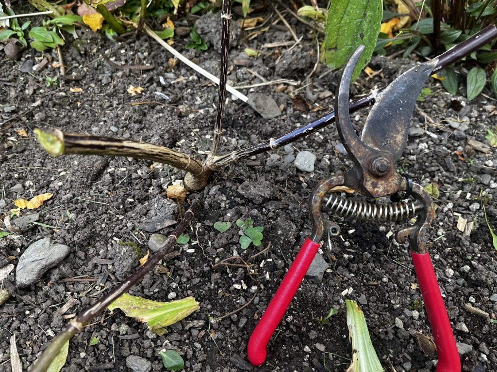 snipping dead dahlia foliage