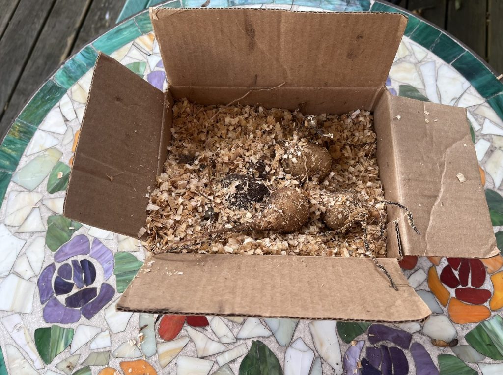 how to store dahlia tubers
